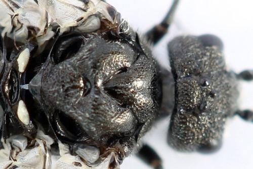Réf. 342 642 : Dolerus sp.